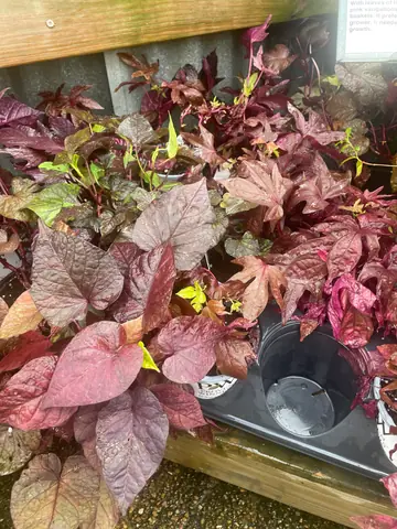 Ornamental Sweet Potato Vine (Ipomoea batatas)