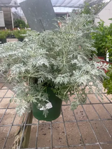 Artemisia 'Powis Castle'