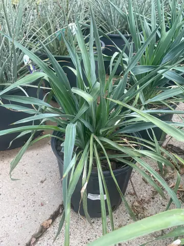 Soft Leaf Yucca