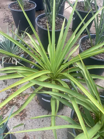 Twistleaf Yucca (green)