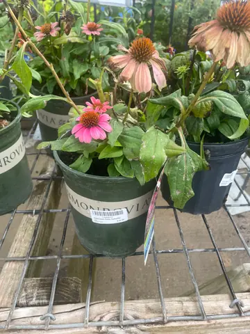 Echinacea 'Evitan Colorific'