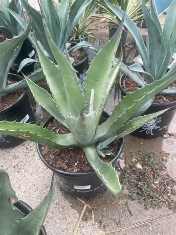 Agave x 'Azul Monterey'
