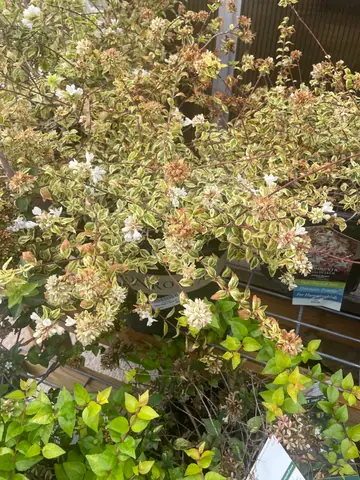 Abelia 'Angels Bush'