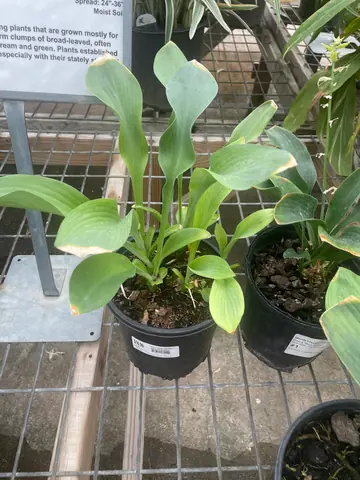Hosta 'Krossa Regal'