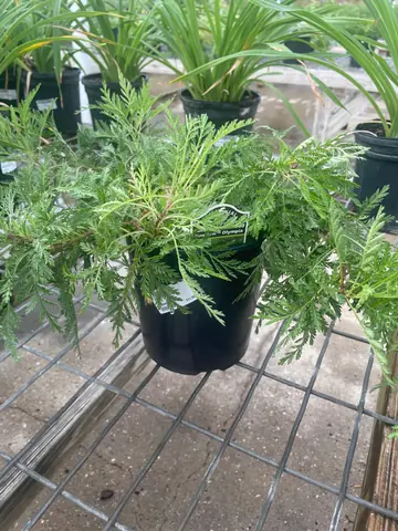 Artemisia 'Sun Fern Olympia'