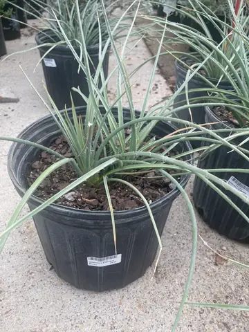 Hesperaloe 'Brakelights'