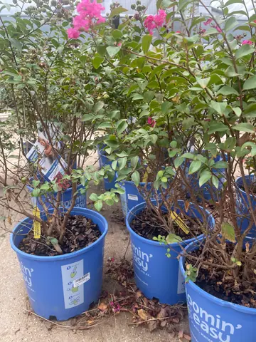 Crape Myrtle 'Princess Kylie'