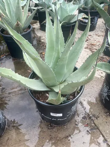 Frosty Blue Agave (Agave havardiana)