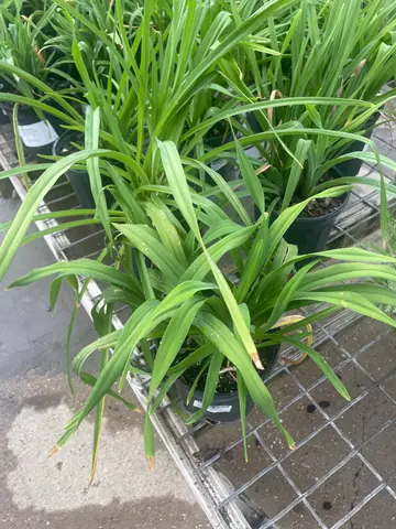 Daylily 'Dayscape Golden Yellow'