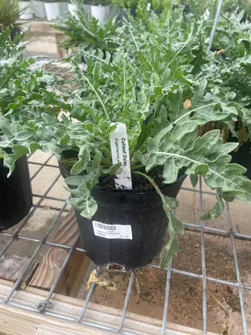 Cutleaf Daisy