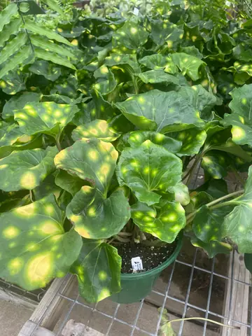 Firefly Leopard Plant