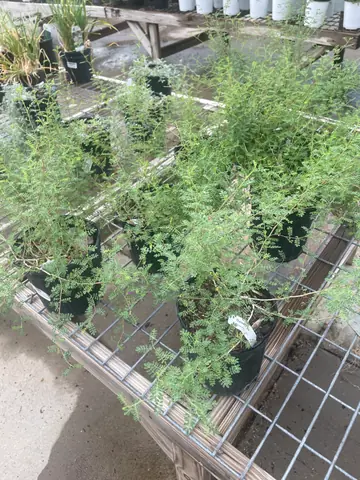 Black Dalea