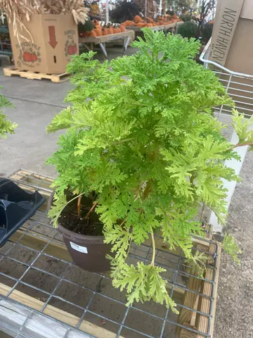 Citronella Geranium
