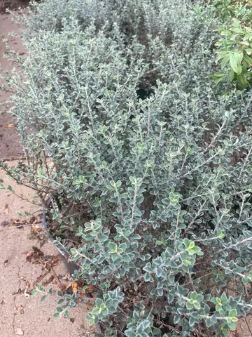 Cotoneaster 'Gray Leaf'