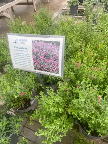Pink Skullcap (Scutellaria suffrutescens)