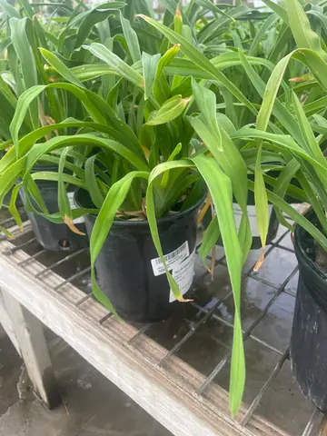 Daylily 'Dayscape Golden Yellow'