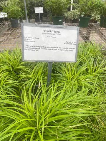 Carex