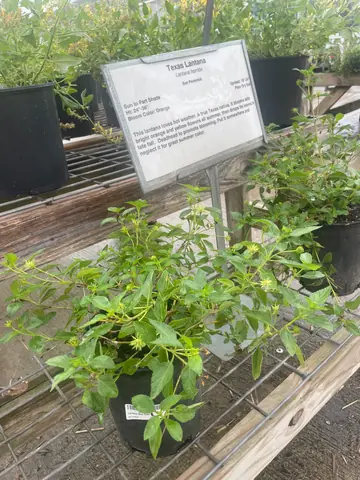 Lantana 'New Gold'