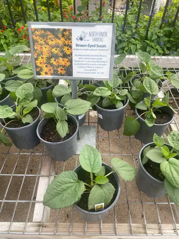 Rudbeckia 'Goldsturm'