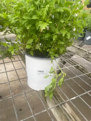 Gregg's Mistflower (Conoclinium greggii)
