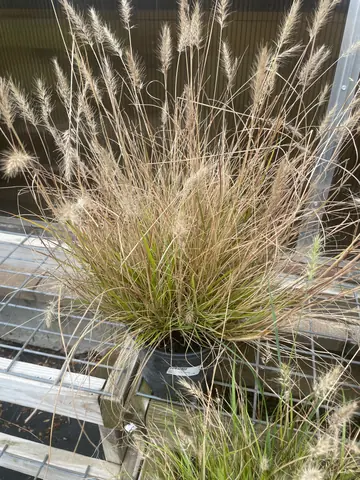 Hameln Dwarf Fountain Grass
