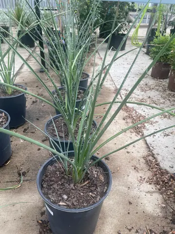 Hesperaloe 'Little Giant'