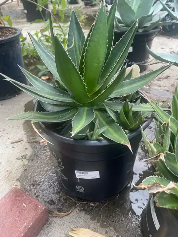 Agave 'Splendida'