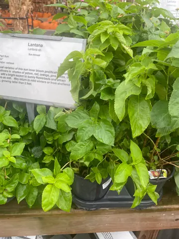 Lantana