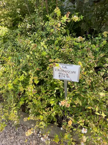 Kaleidoscope Abelia (Abelia 'Kaleidoscope')