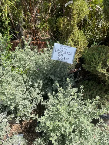 Salvia 'Desperado'