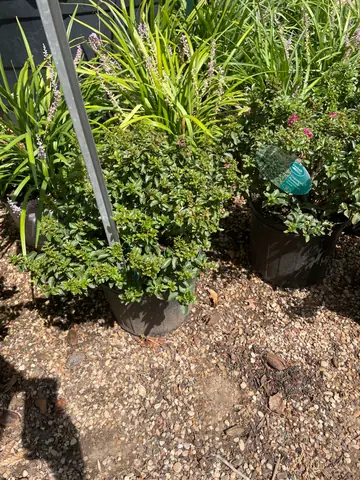 Crape Myrtle 'Pocomoke'