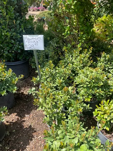 Indian Hawthorn 'Pinkie'
