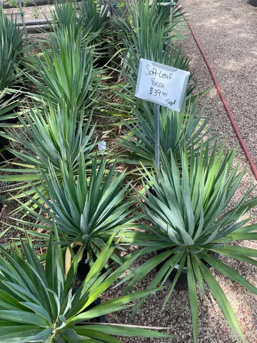 Soft Leaf Yucca (Yucca recurvifolia)