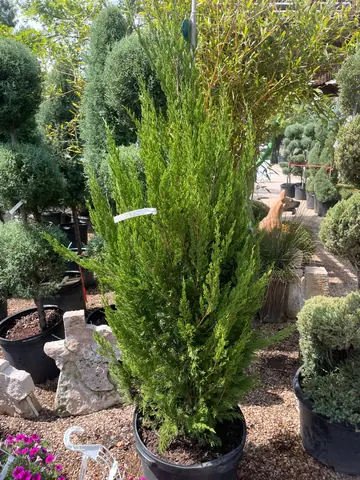 Spartan Juniper
