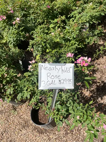 Rose 'Nearly Wild'