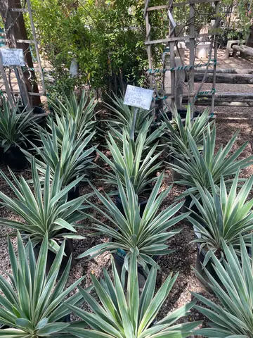 Spanish Dagger (variegated)
