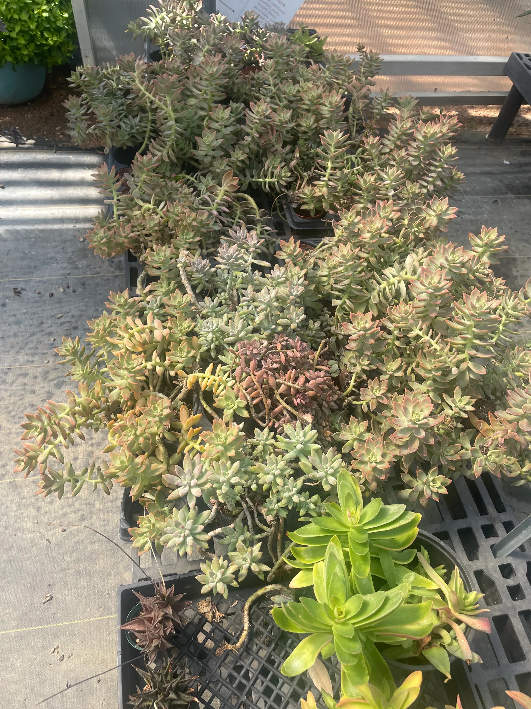 Succulents (Succulent spp.)