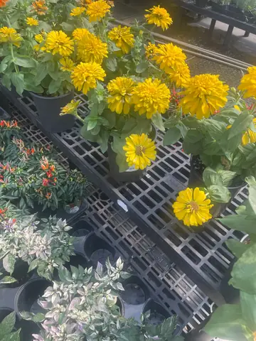 Zinnia (Zinnia spp.)