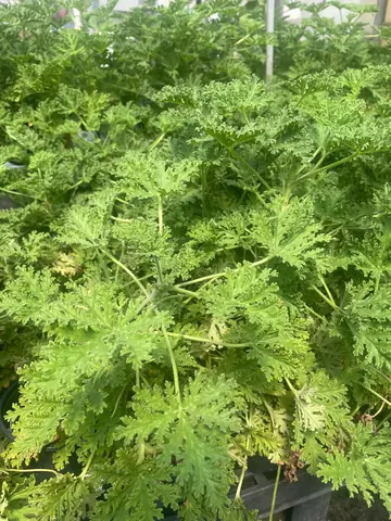 Citronella (Pelargonium 'Citrosum')