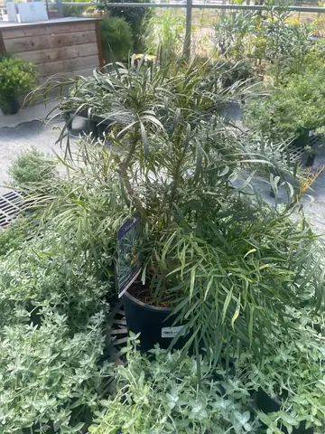 Mahonia (Mahonia 'Indigo Flair')