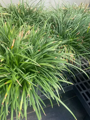 Liriope (Liriope muscari)