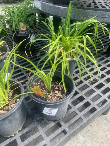 Daylily