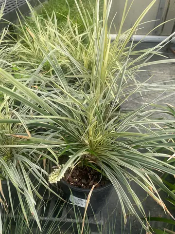 Ophiopogon (Ophiopogon 'Aztec')