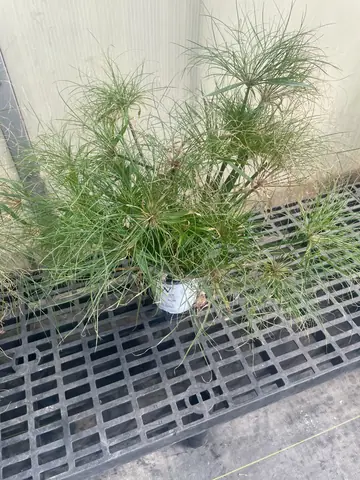 Papyrus (Cyperus 'Prince Tut')