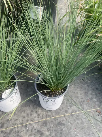 Juncus (Juncus 'Blue Mohawk')