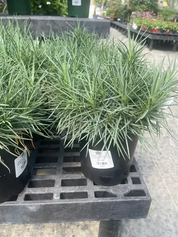 Dianthus