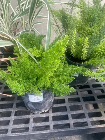 Myers Asparagus Fern