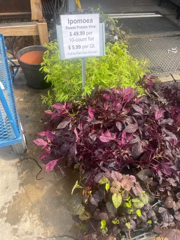 Ornamental Sweet Potato Vine at Rolke Greenhouses