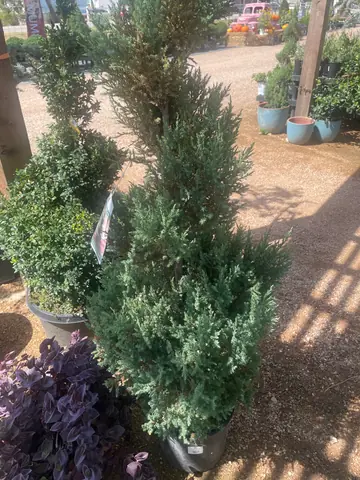 Blue Point Juniper (Juniperus chinensis 'Blue Point')