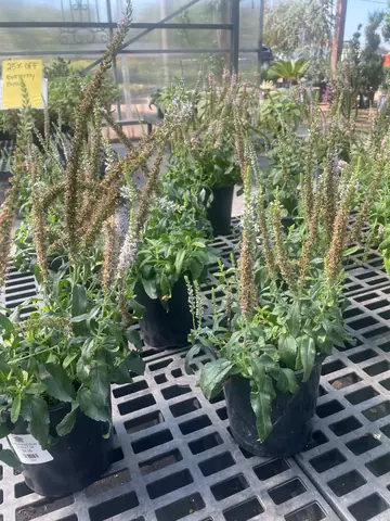 Veronica (Veronica spicata)
